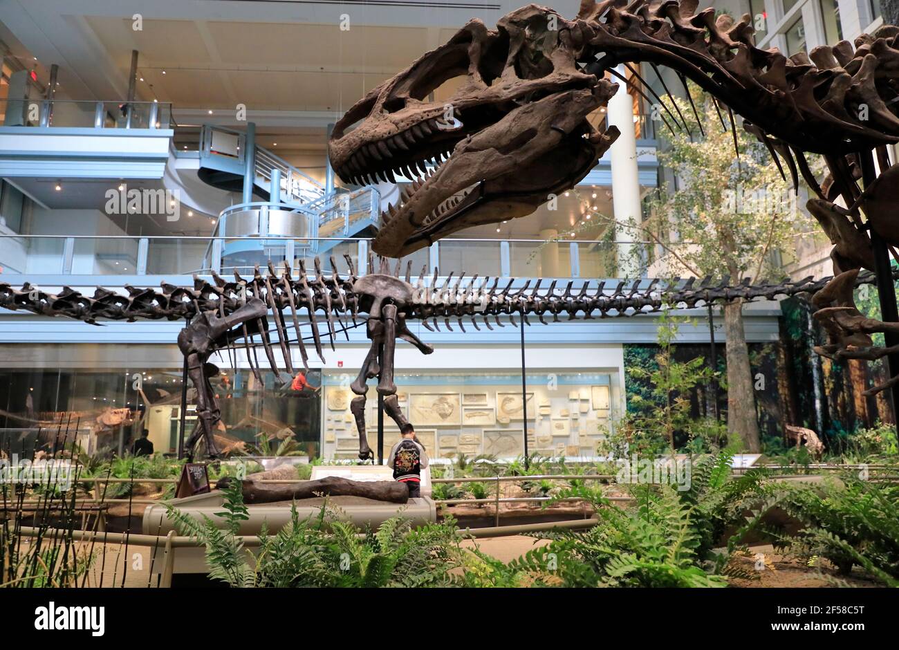 Skelette von Dinosauriern werden im Carnegie Museum of Natural History ausgestellt. Pittsburgh.Pennsylvania.USA Stockfoto