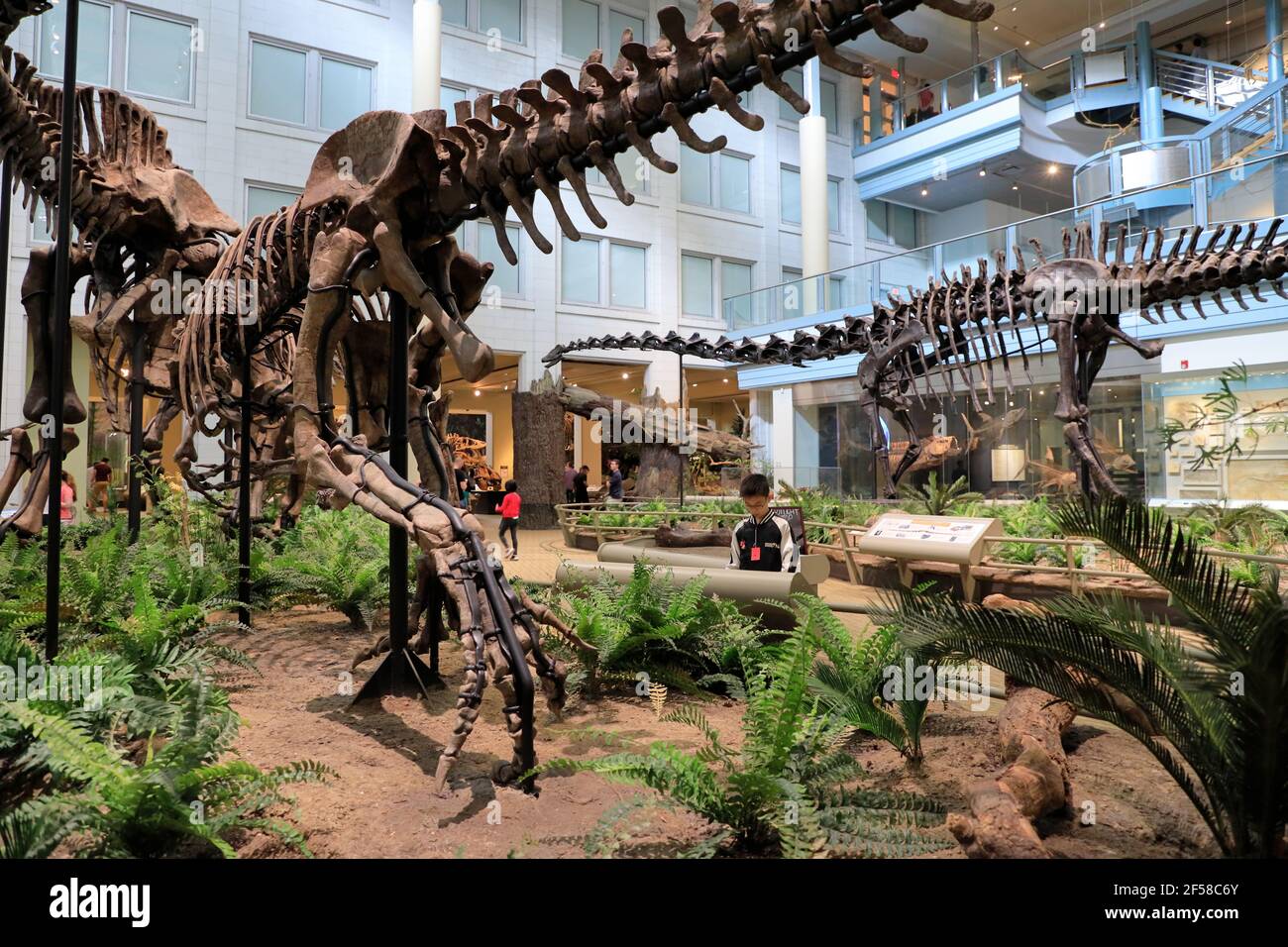 Skelette von Dinosauriern werden im Carnegie Museum of Natural History ausgestellt. Pittsburgh.Pennsylvania.USA Stockfoto