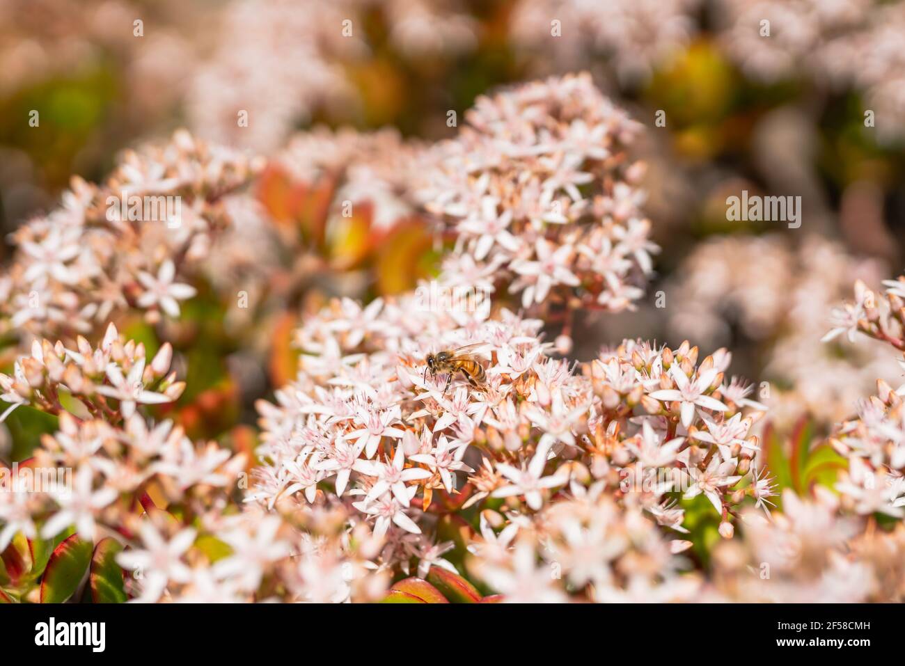 Kleine weiße und rosa, sternförmige Blüten von Jade Pflanze und Biene. Schöne florale Hintergrund, saftig in der Blüte im Herbst Saison Stockfoto