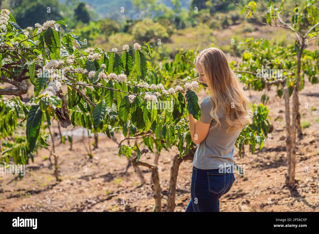 Die Frau sieht, wie der Kaffeebaum mit weißer Farbe blüht Blumenansicht aus nächster Nähe Stockfoto