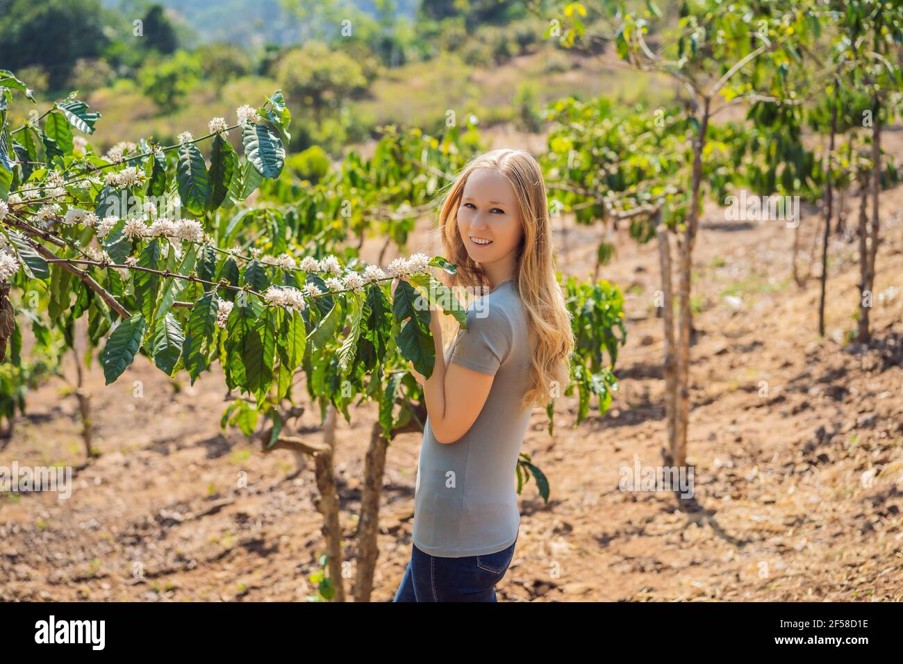 Die Frau sieht, wie der Kaffeebaum mit weißer Farbe blüht Blumenansicht aus nächster Nähe Stockfoto