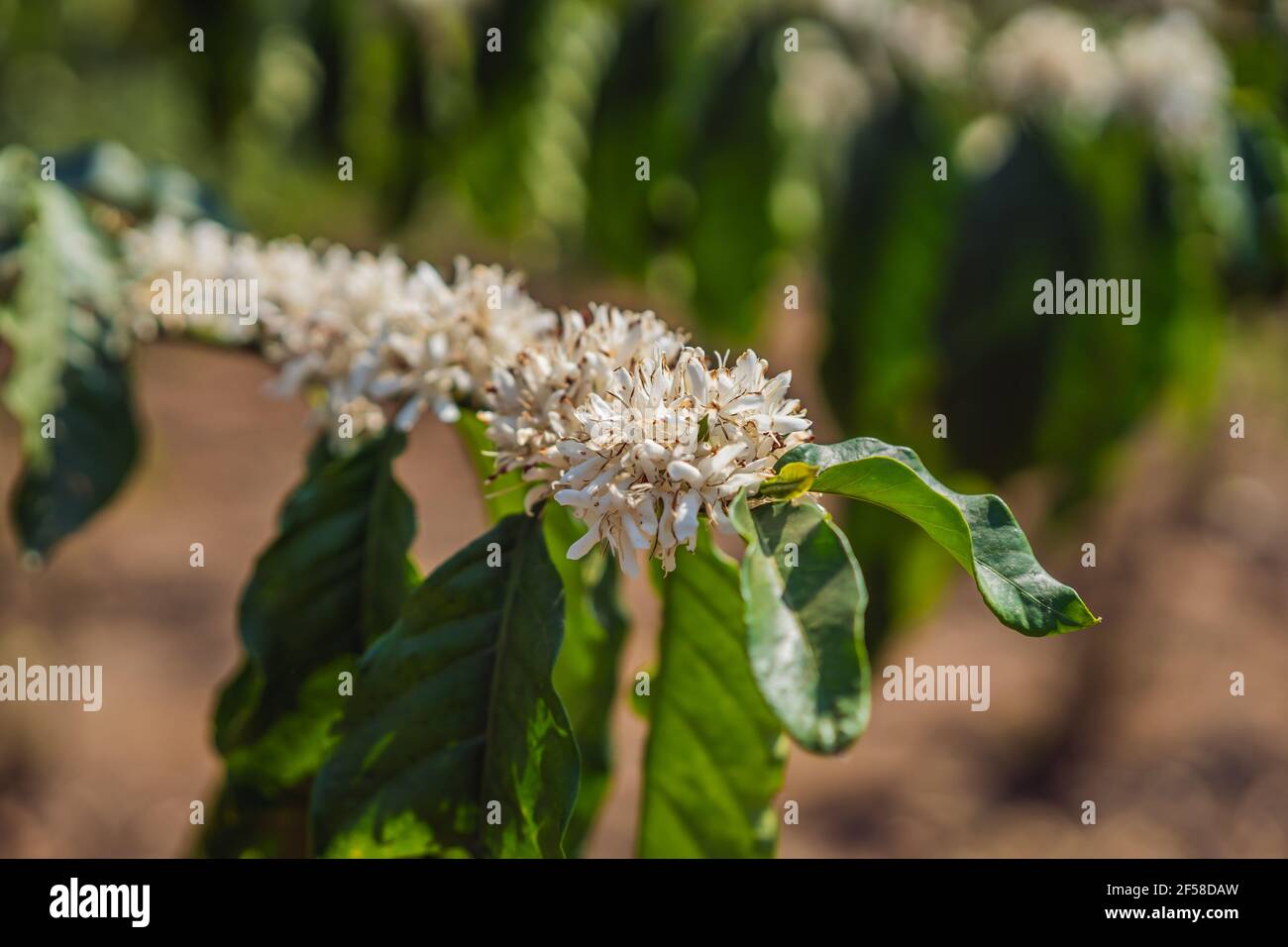 Die Frau sieht, wie der Kaffeebaum mit weißer Farbe blüht Blumenansicht aus nächster Nähe Stockfoto