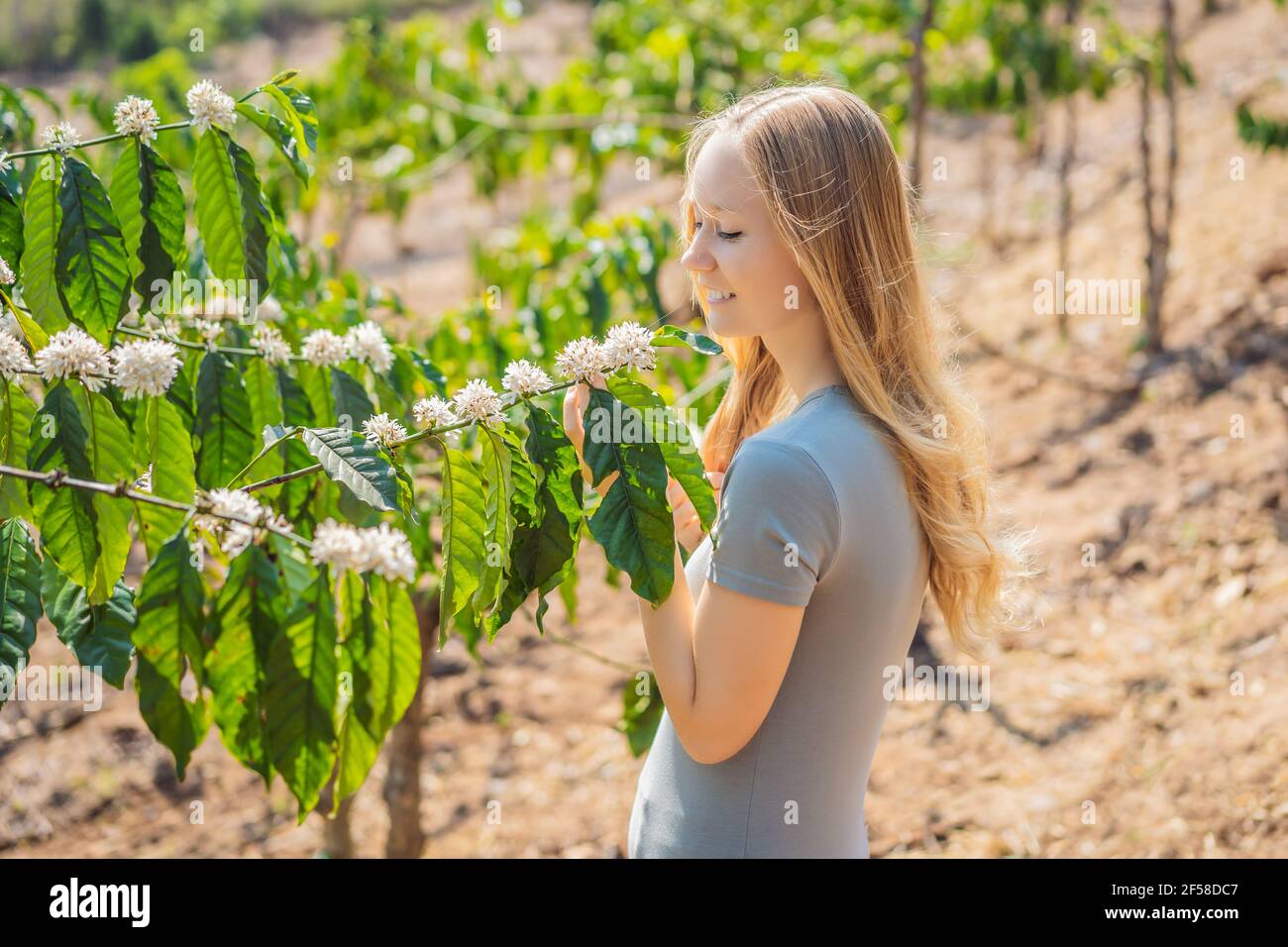 Die Frau sieht, wie der Kaffeebaum mit weißer Farbe blüht Blumenansicht aus nächster Nähe Stockfoto