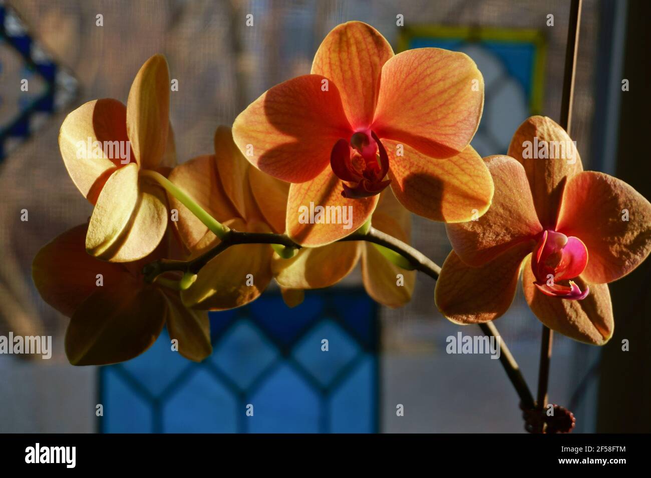 Orangefarbene Orchideenblüten Stockfoto