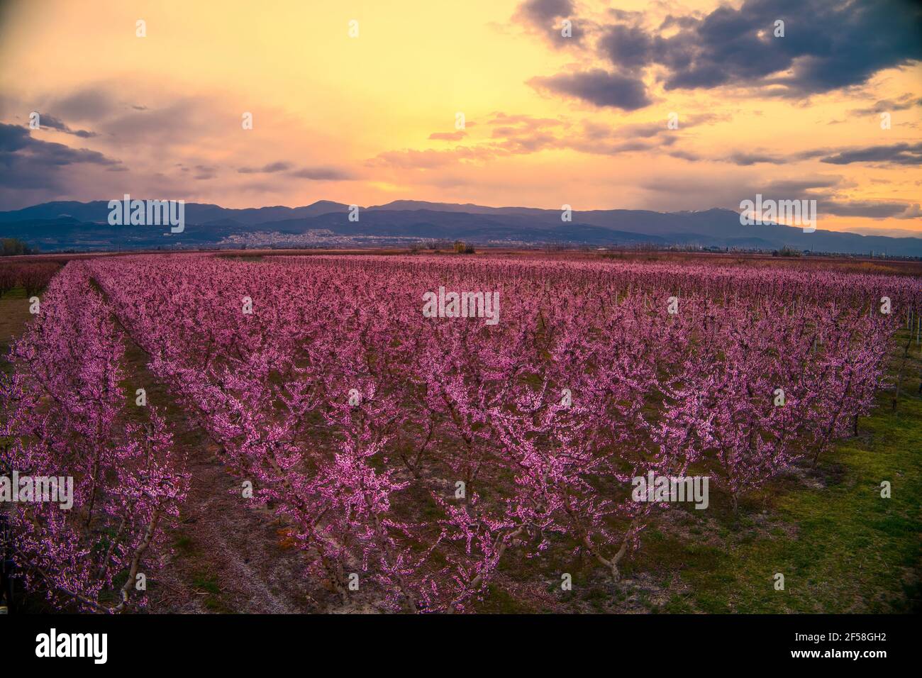 Luftaufnahme des Obstgartens von blühenden Pfirsichbäumen bei Sonnenuntergang im Frühjahr in der Ebene von Veria in Nordgriechenland Stockfoto