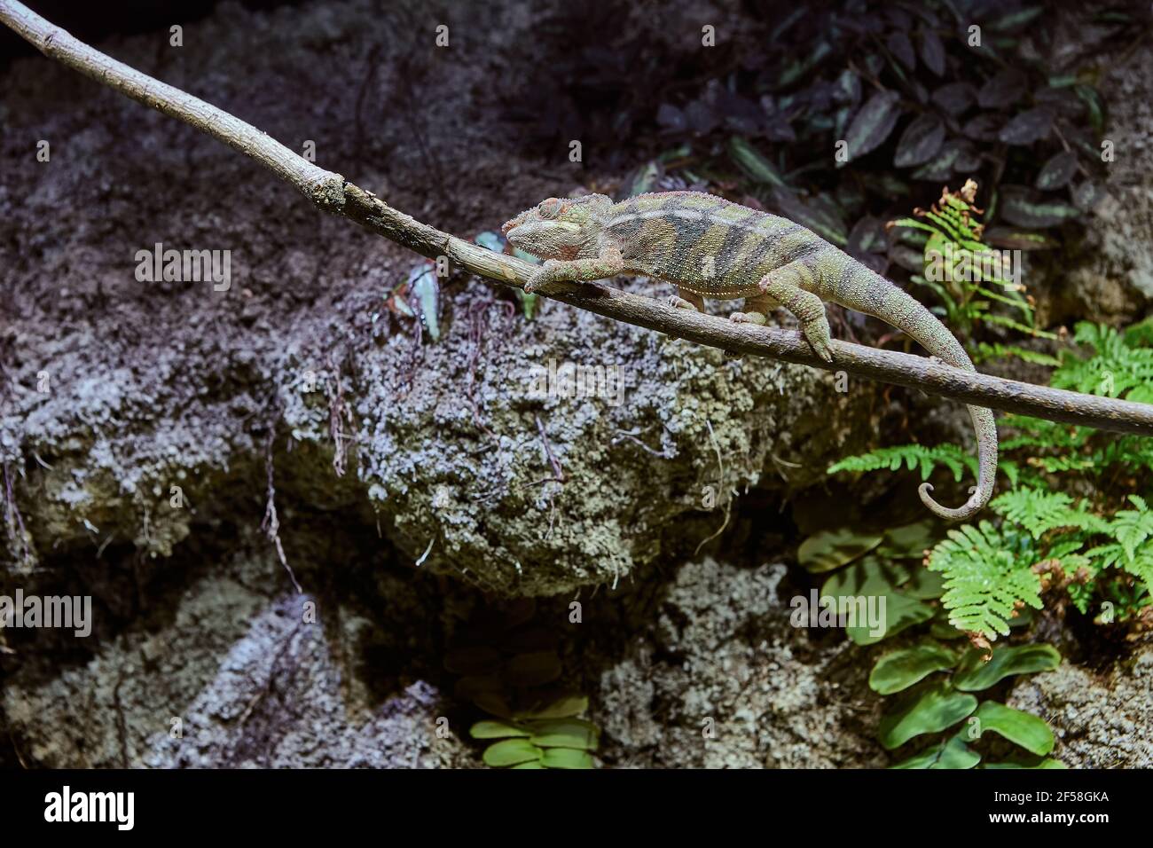Panther Chameleon lauerte auf einem Ast vor der Kulisse eines Felsens. Stockfoto