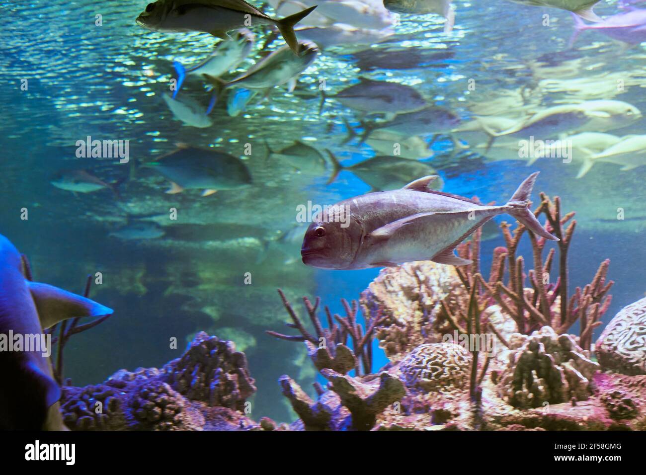 Giant trevally ist in den meisten seiner Lebensräume ein Spitzenräuber und ist bekannt, einzeln und in Schulen zu jagen. Stockfoto