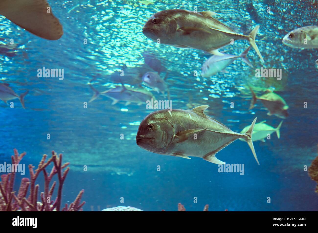 Caranx ignobilis oder Riese trevally hinter Glas Meerwasseraquarium in der russischen Stadt St. Petersburg. Stockfoto