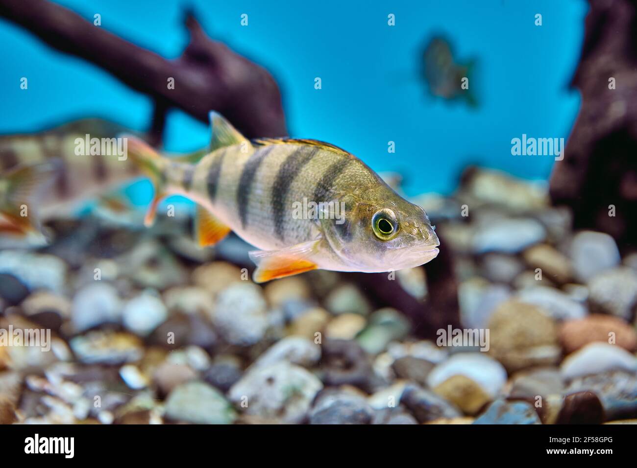 Europäischer Barsch oder Perca fluviatilis im öffentlichen Aquarium. Stockfoto