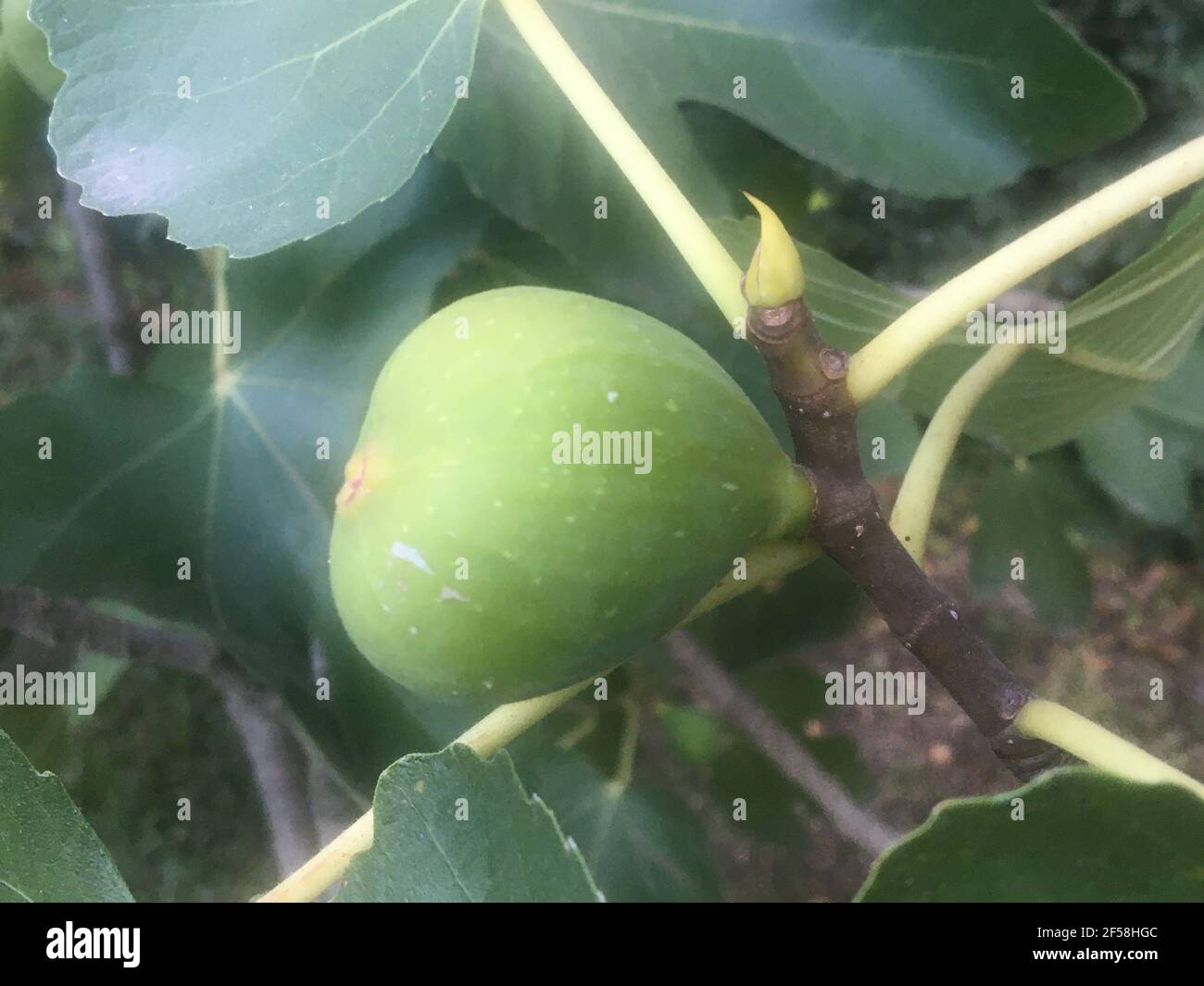 Frische Grüne Feige Reift Auf Baumzweig Mit Blättern Stockfoto