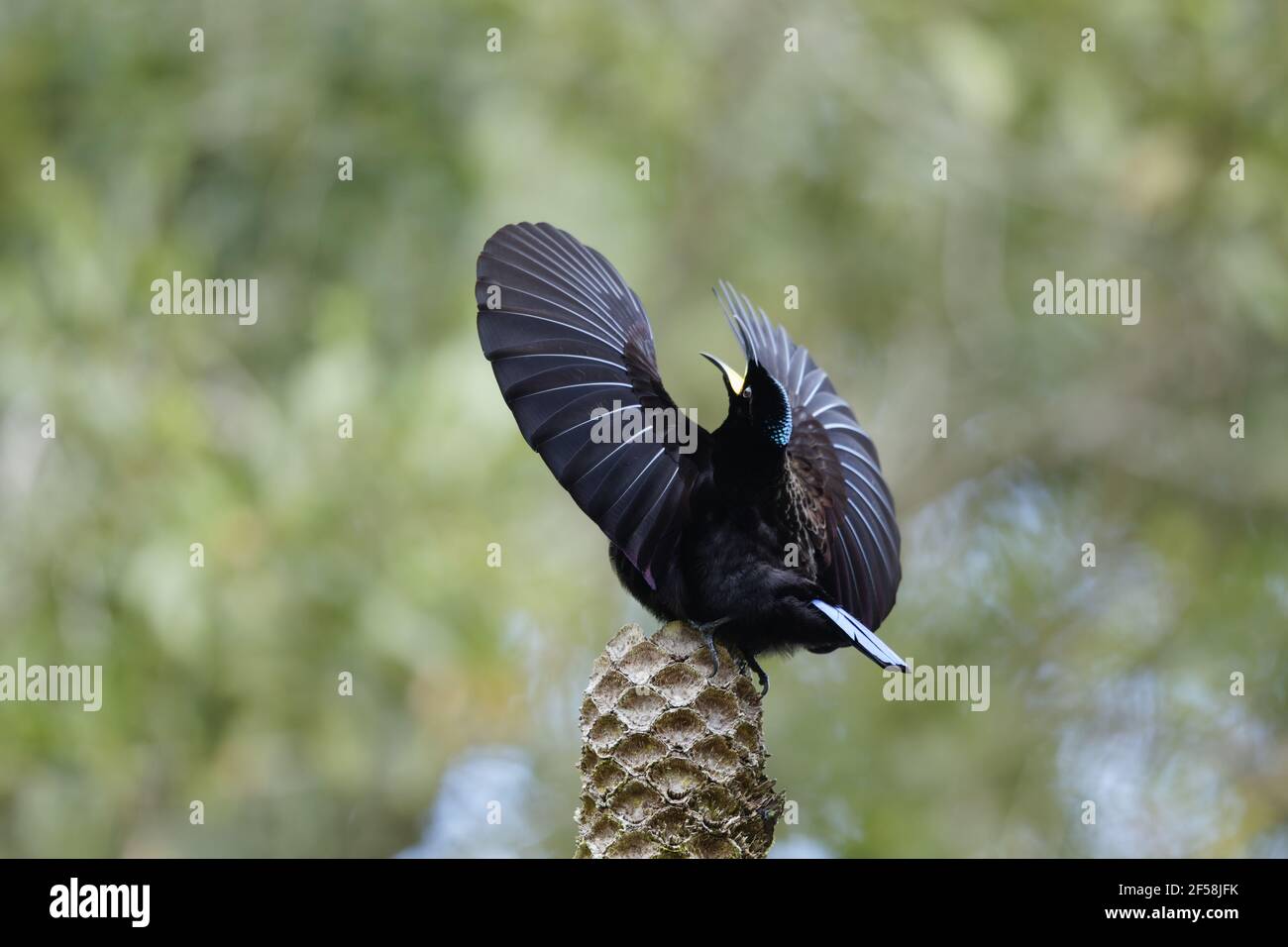 Victorias Riflebird - erwachsenen männlichen Display Ptiloris Victoriae Atherton Tablelands Queensland, Australien BI029426 Stockfoto