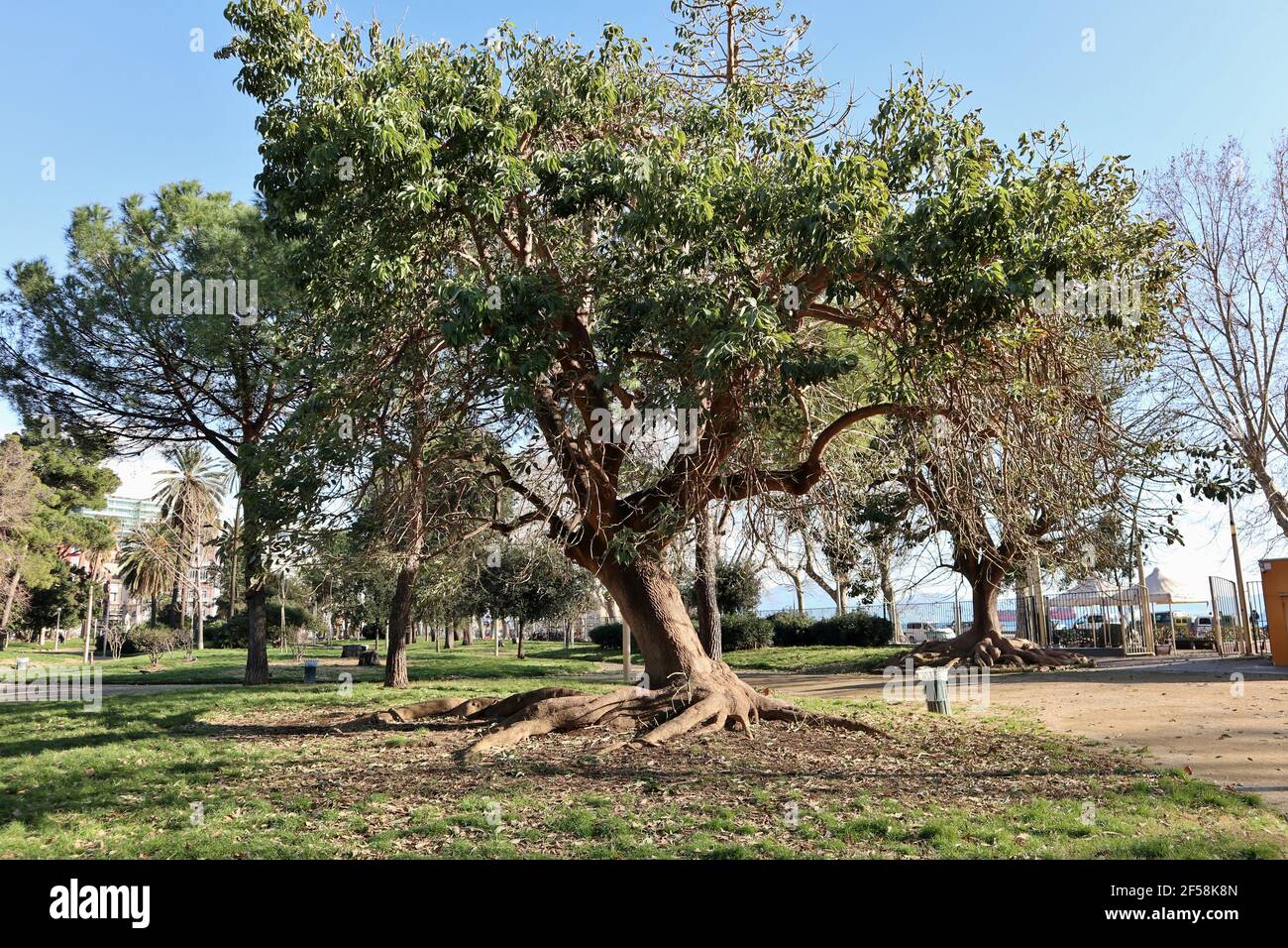 albero-monumentale-fotos-und-bildmaterial-in-hoher-aufl-sung-alamy