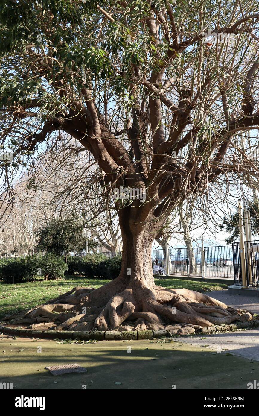 albero-monumentale-fotos-und-bildmaterial-in-hoher-aufl-sung-alamy