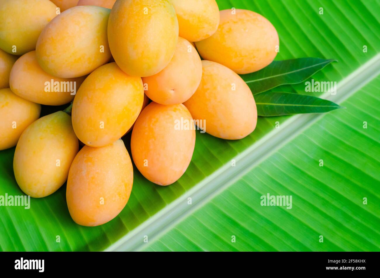 Marian Pflaume oder Ma Yong chid (in thailändischer Sprache), die wie Pflaume aussieht, aber wie Mango auf Bananenblatt Hintergrund schmecken. Stockfoto