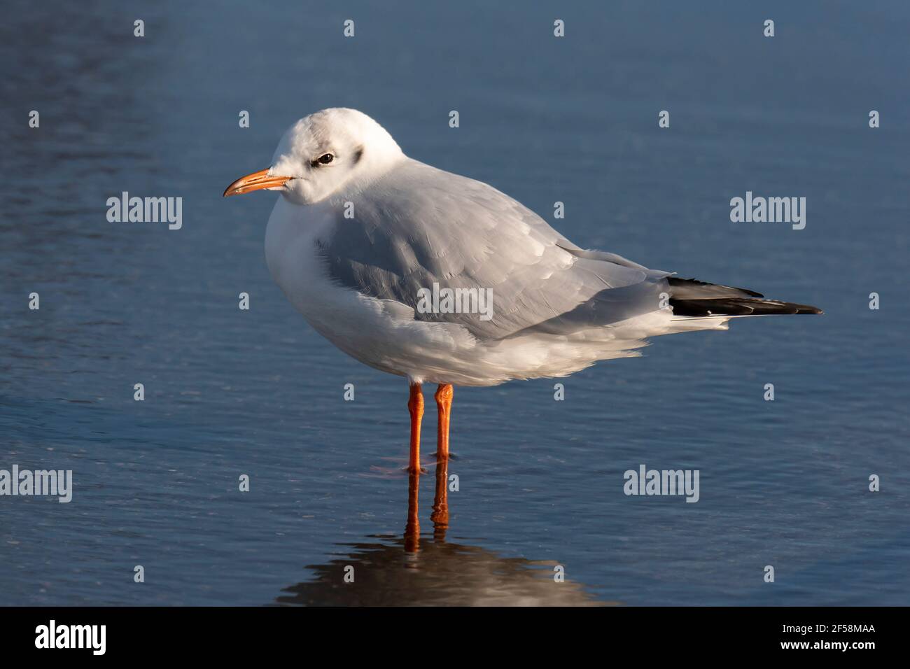 Schwarzkopfmöwe (Chroicocephalus ridibundus) mit Wintergefieder, Radipole Lake Nature Reserve, Dorset, Großbritannien Stockfoto