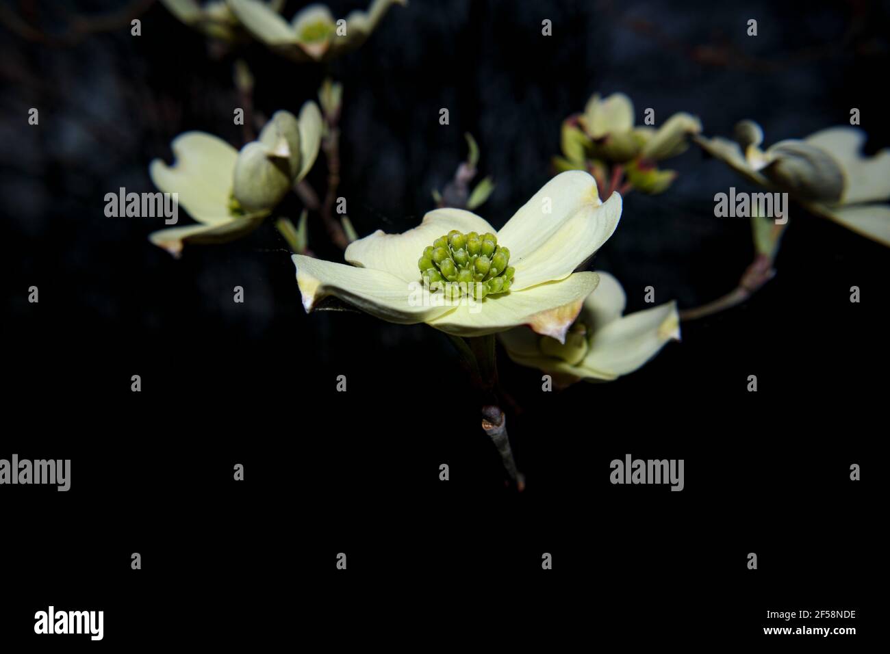 Ansicht Mitte blühender Hundehütte weiß und grün Blume mit einem Dunkler Hintergrund im Frühling Stockfoto