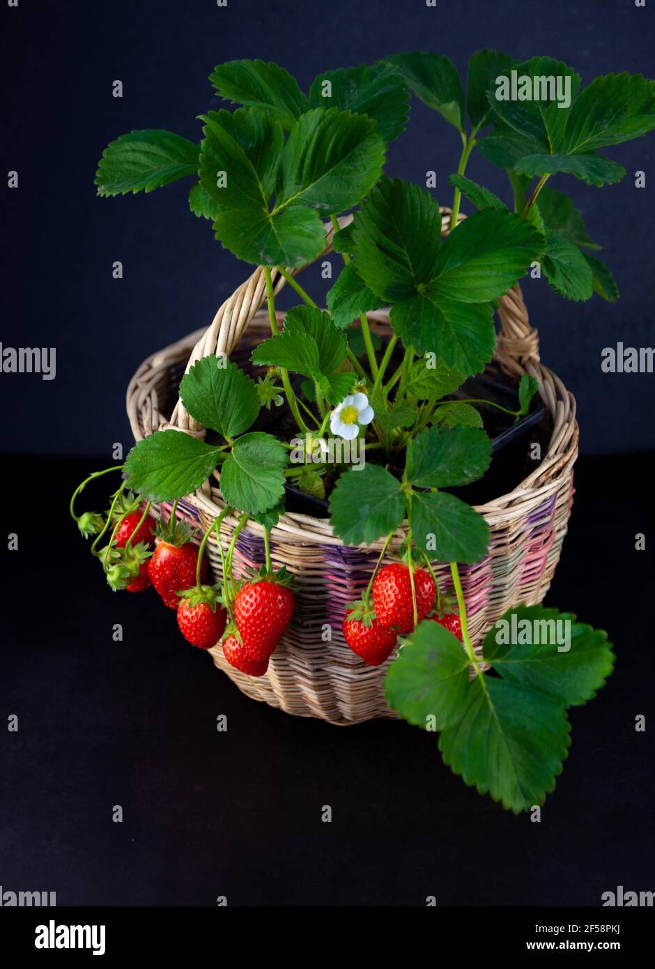 Erdbeerbusch in einem Korb auf schwarzem Hintergrund mit Platz für Text.  Erdbeerernte anbauen. Rote Beere Erdbeere, Blätter, Blume. Wächst zu Hause  in einem Topf. Die Beeren auf dem Ast, das Stillleben Stockfotografie -