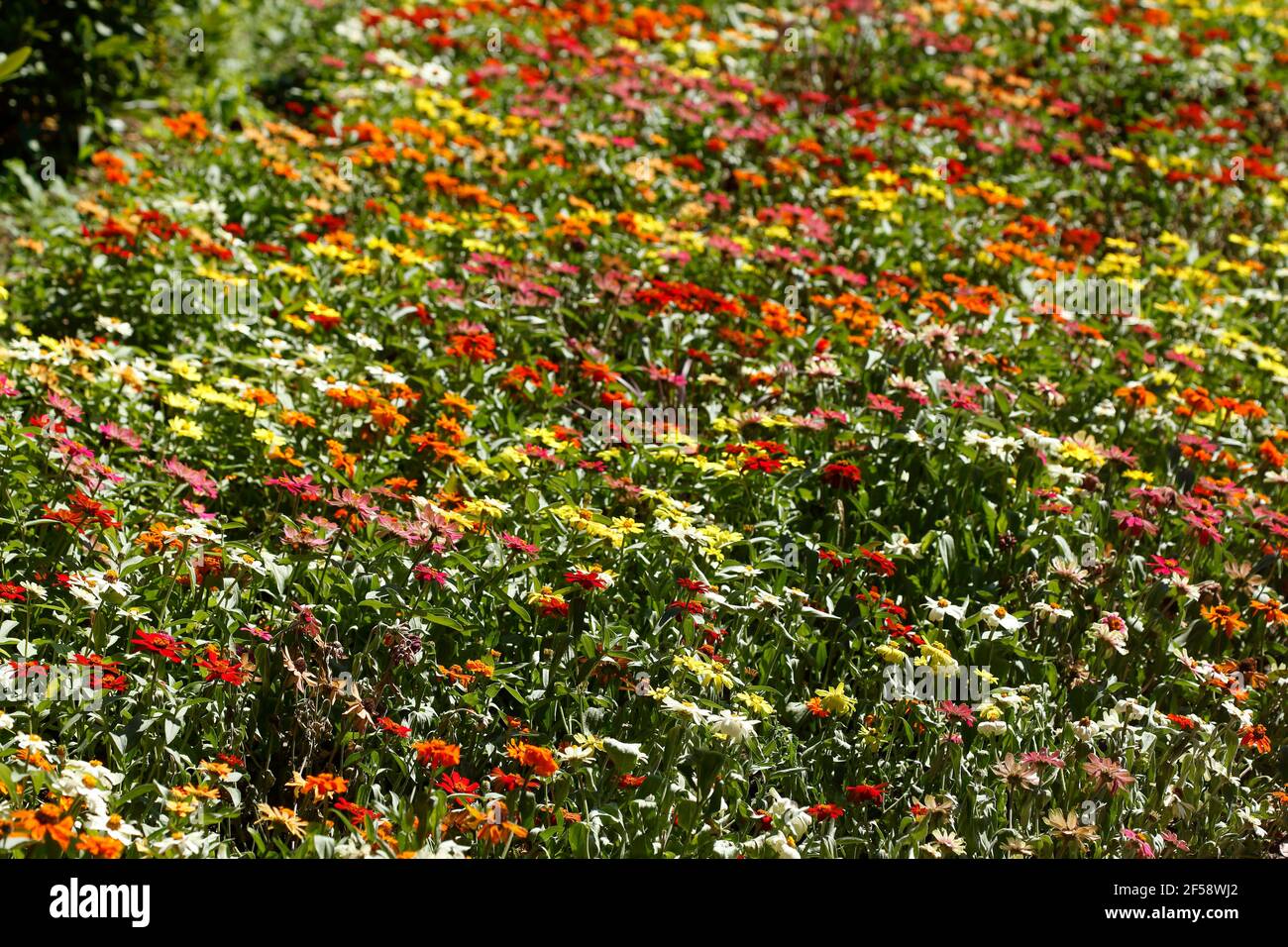 Blühende bunte Sommerblumen, Blumenbeet, Deutschland, Europa Stockfoto