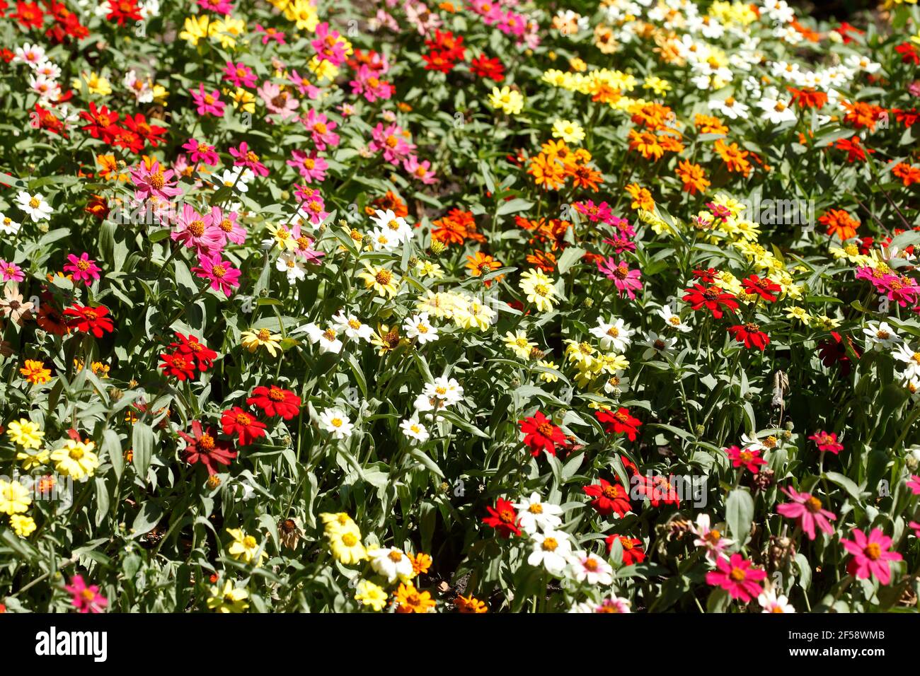 Blühende bunte Sommerblumen, Blumenbeet, Deutschland, Europa Stockfoto