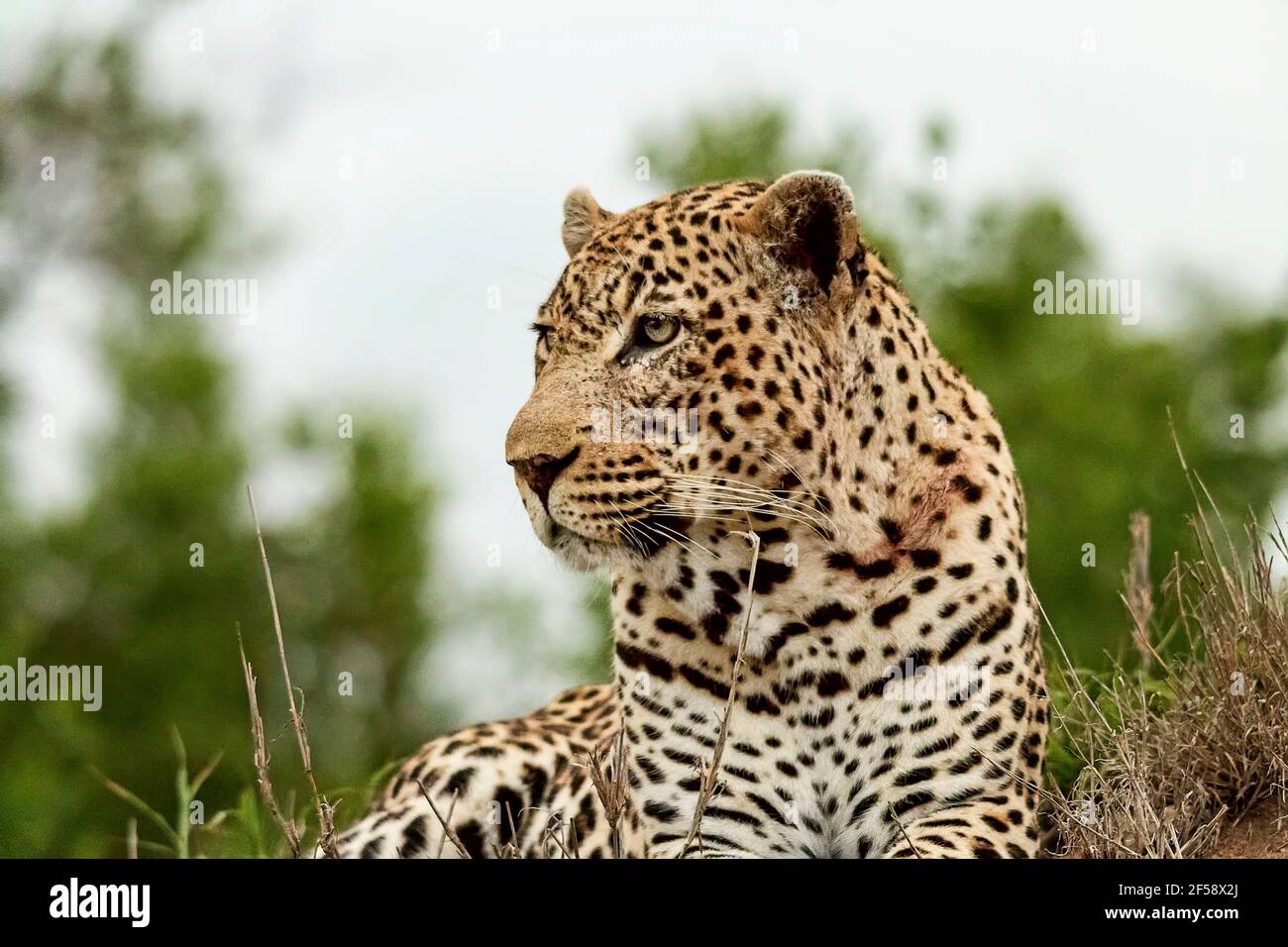 Leopard Schaut An Stockfoto