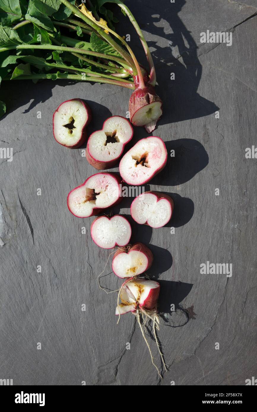 Lang verwurzelte Rettich in Abschnitten geschnitten, um hohle, pithy Wurzel durch zu lange im Boden und unregelmäßige Bewässerung während des trockenen Sommers verursacht zeigen. Stockfoto