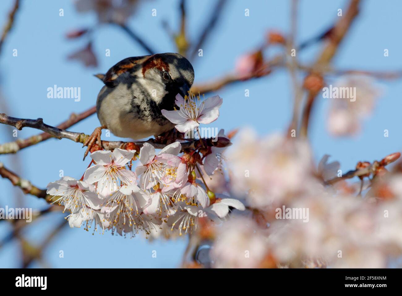 Ein Haussperling (Passer domesticus) steht heute Morgen in East Sussex, Großbritannien, unter der Kirschblüte. Kredit: Ed Brown/Alamy Live Nachrichten Stockfoto