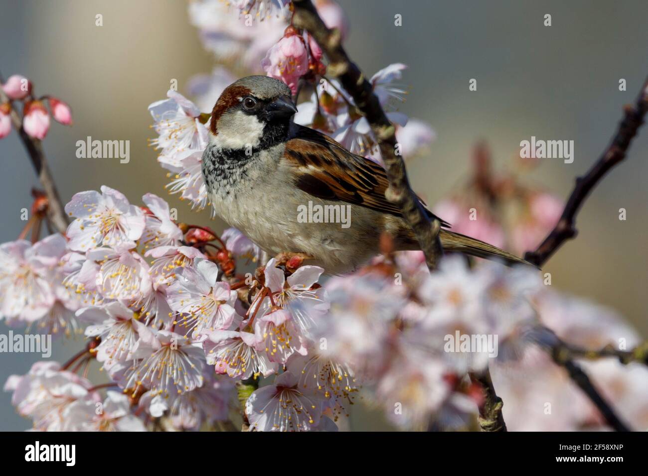Ein Haussperling (Passer domesticus) steht heute Morgen in East Sussex, Großbritannien, unter der Kirschblüte. Kredit: Ed Brown/Alamy Live Nachrichten Stockfoto
