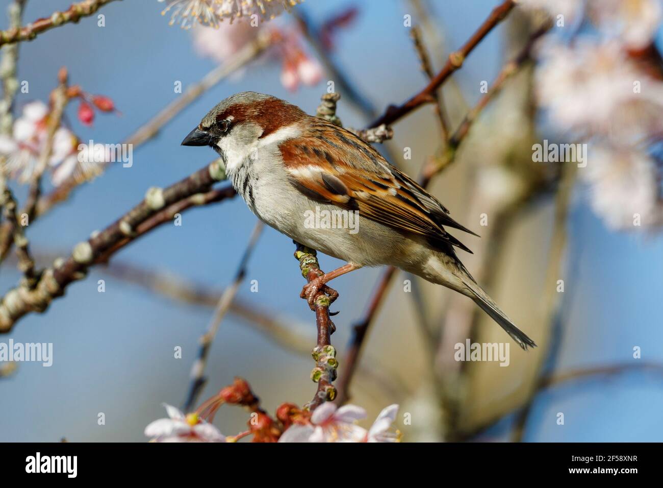 Ein Haussperling (Passer domesticus) steht heute Morgen in East Sussex, Großbritannien, unter der Kirschblüte. Kredit: Ed Brown/Alamy Live Nachrichten Stockfoto