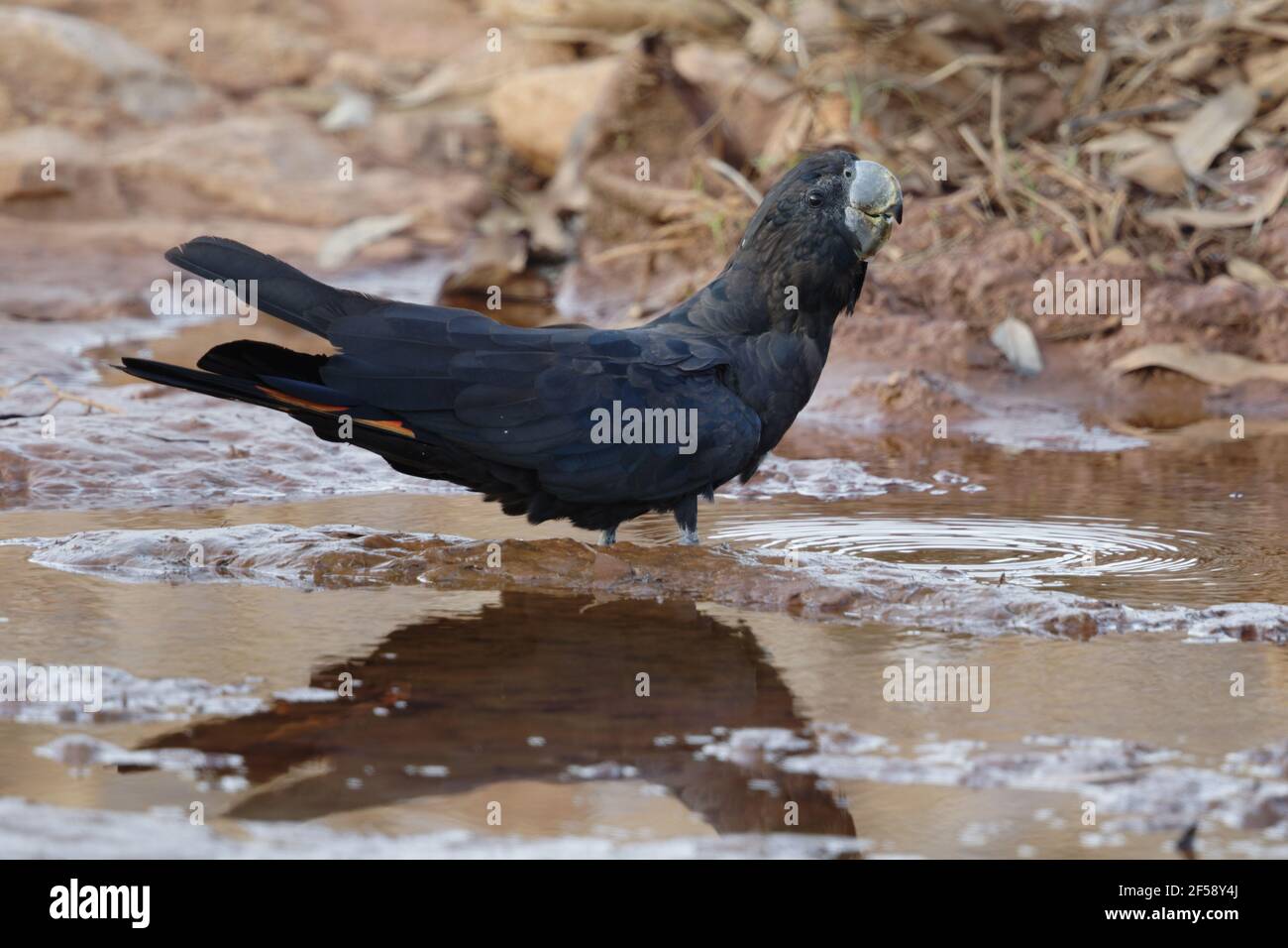 Red-tailed Black Cockatoo - trinken Calyptorhynchus Banksii Howard Spring Northern Territory, Australien BI029820 Stockfoto
