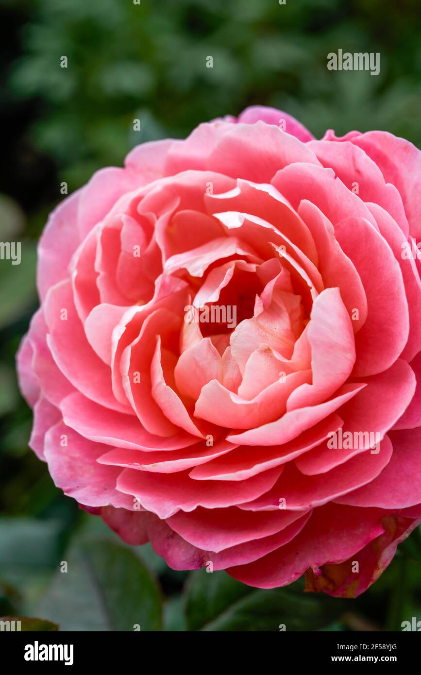 Eine Nahaufnahme einer riesigen, glänzend blühenden rosa Rosenblume, Rosa chinensis Jacq. Stockfoto