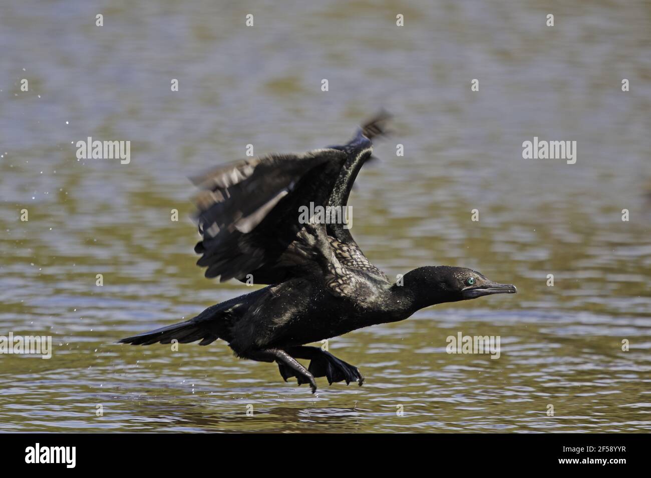 Kleine schwarze Kormoran - ausziehen aus Wasser Phalacrocorax Sulcirostris Gold Coast Queensland, Australien BI029867 Stockfoto