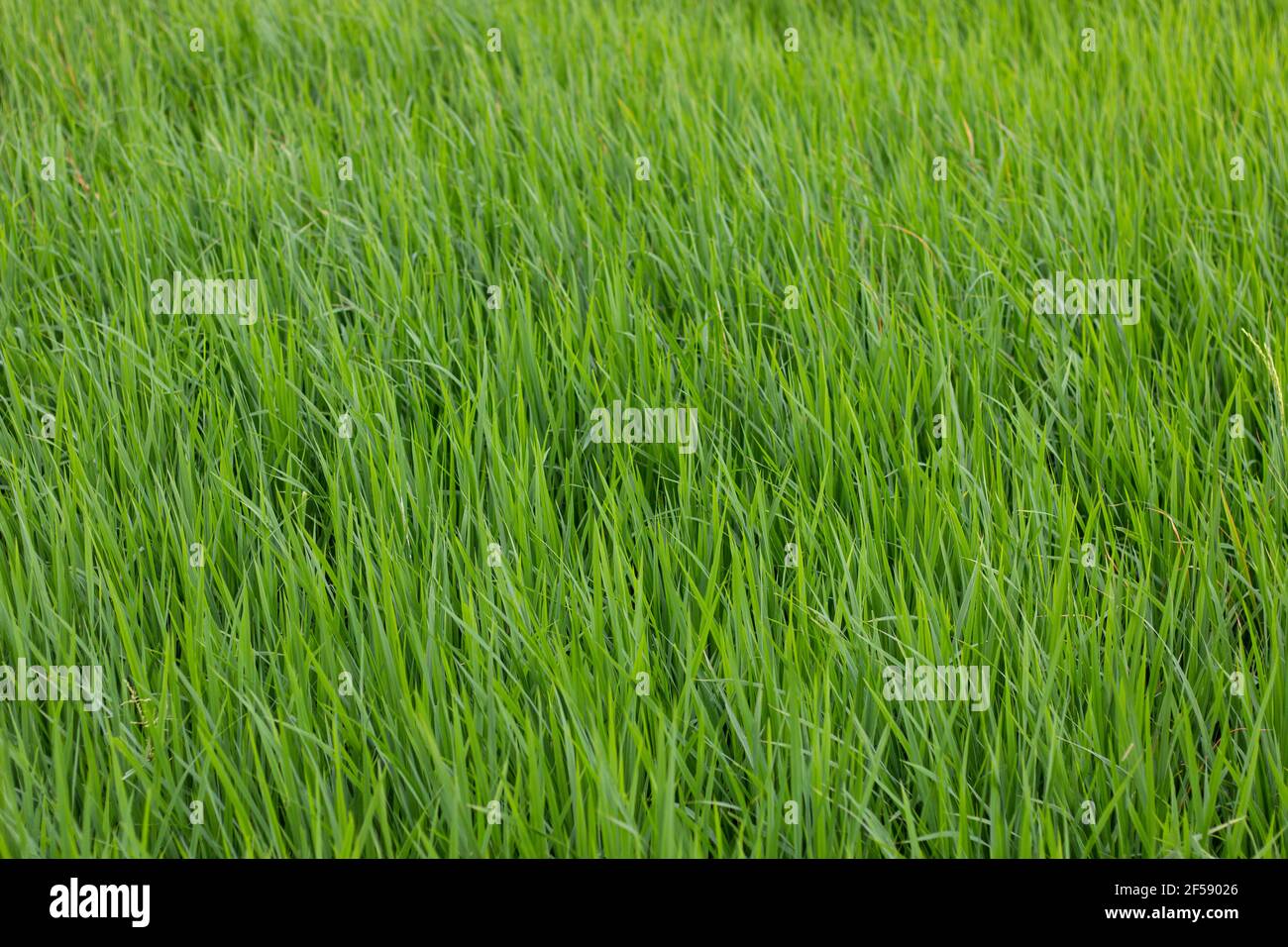 Traditionelle Reisfarm , Reisfarm , Reispflanze , Green Rice Field indien. Stockfoto