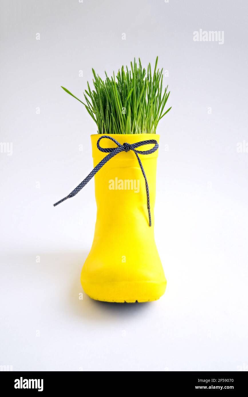 Grünes Gras in einem gelben Gummistiefel mit einem Bogen auf weißem Hintergrund. Stockfoto