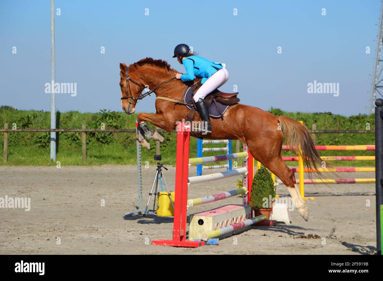 Frau und Kastanienpferd springen einen Zaun Stockfoto