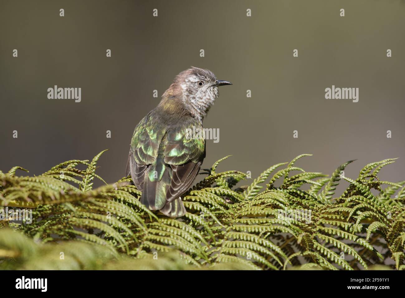 Glänzende Bronze Kuckuck (Golden Bronze Kuckuck) Chalcites Lucidus Plagosus Tasmanien Australien BI029928 Stockfoto