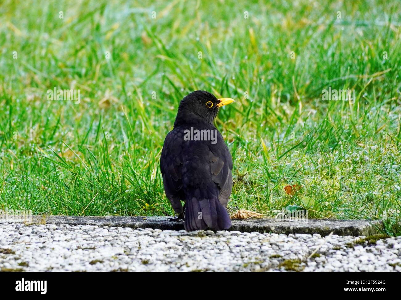 Amsel mit schwarzem Gefieder und gelbem Schnabel. Singvögel im Winter in Deutschland Stockfoto