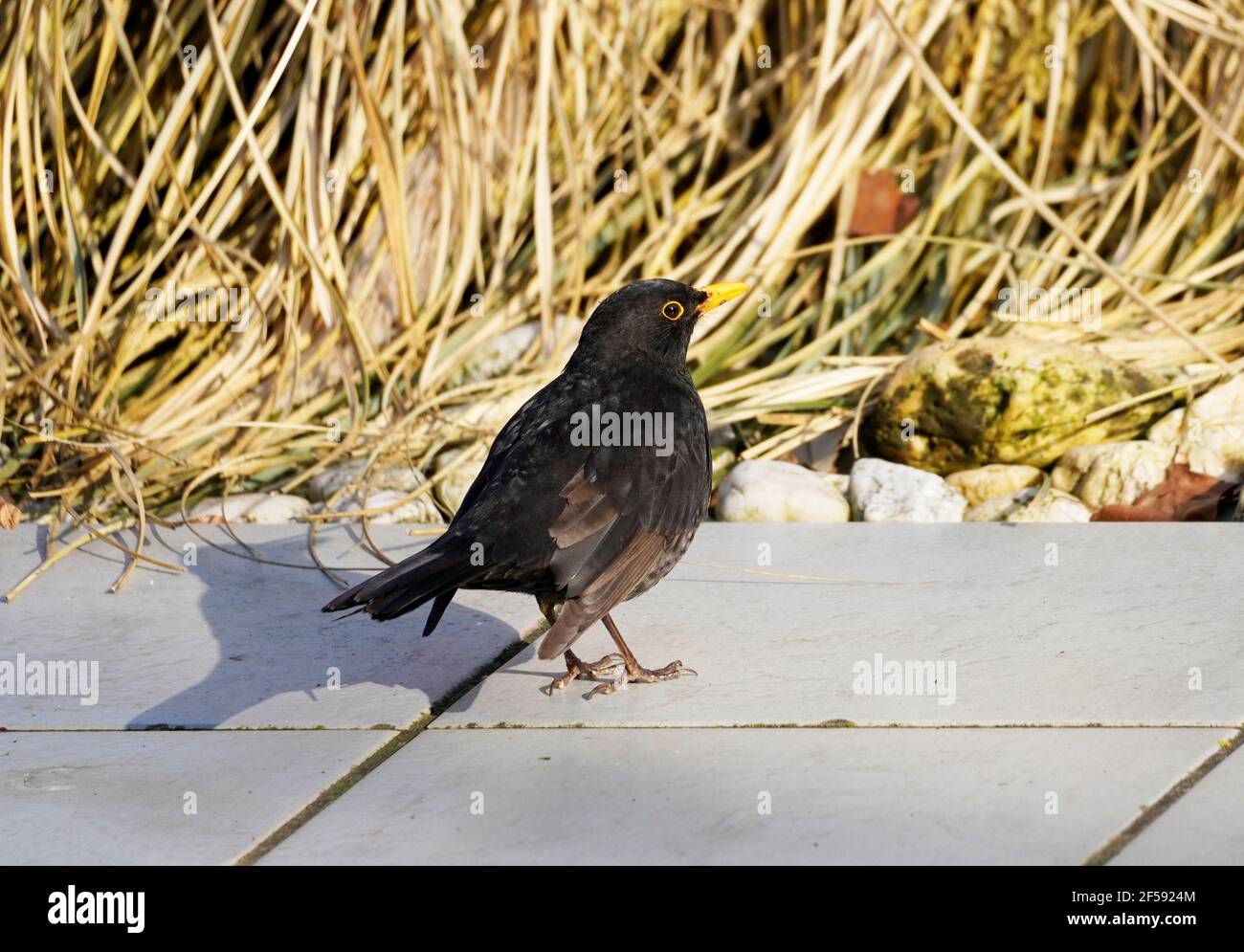 Amsel mit schwarzem Gefieder und gelbem Schnabel. Singvögel im Winter in Deutschland Stockfoto