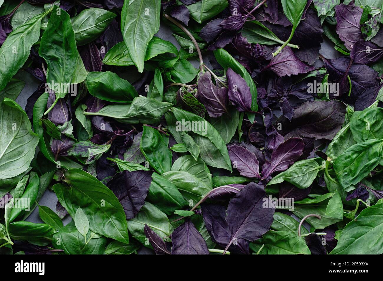 Grüne und violette Basilikumblätter aus der Nähe. Moody verlässt den Hintergrund. Draufsicht. Flach liegend. Nahaufnahme. Stockfoto