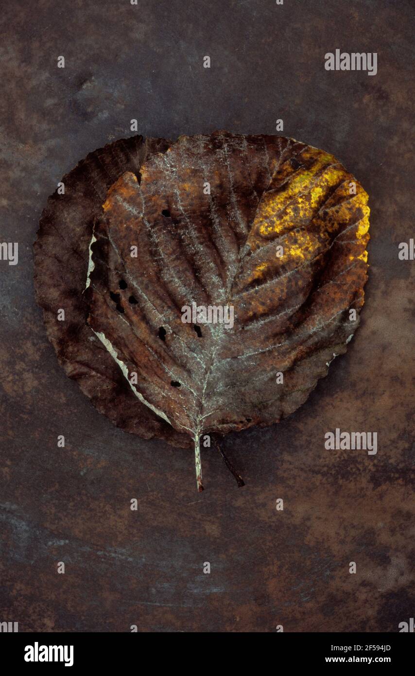 Zwei Herbstblätter von Weißbeam oder Sorbus Arie Baum braun Mit einem Hauch von Gold, das auf beschmutztem Metall liegt Stockfoto