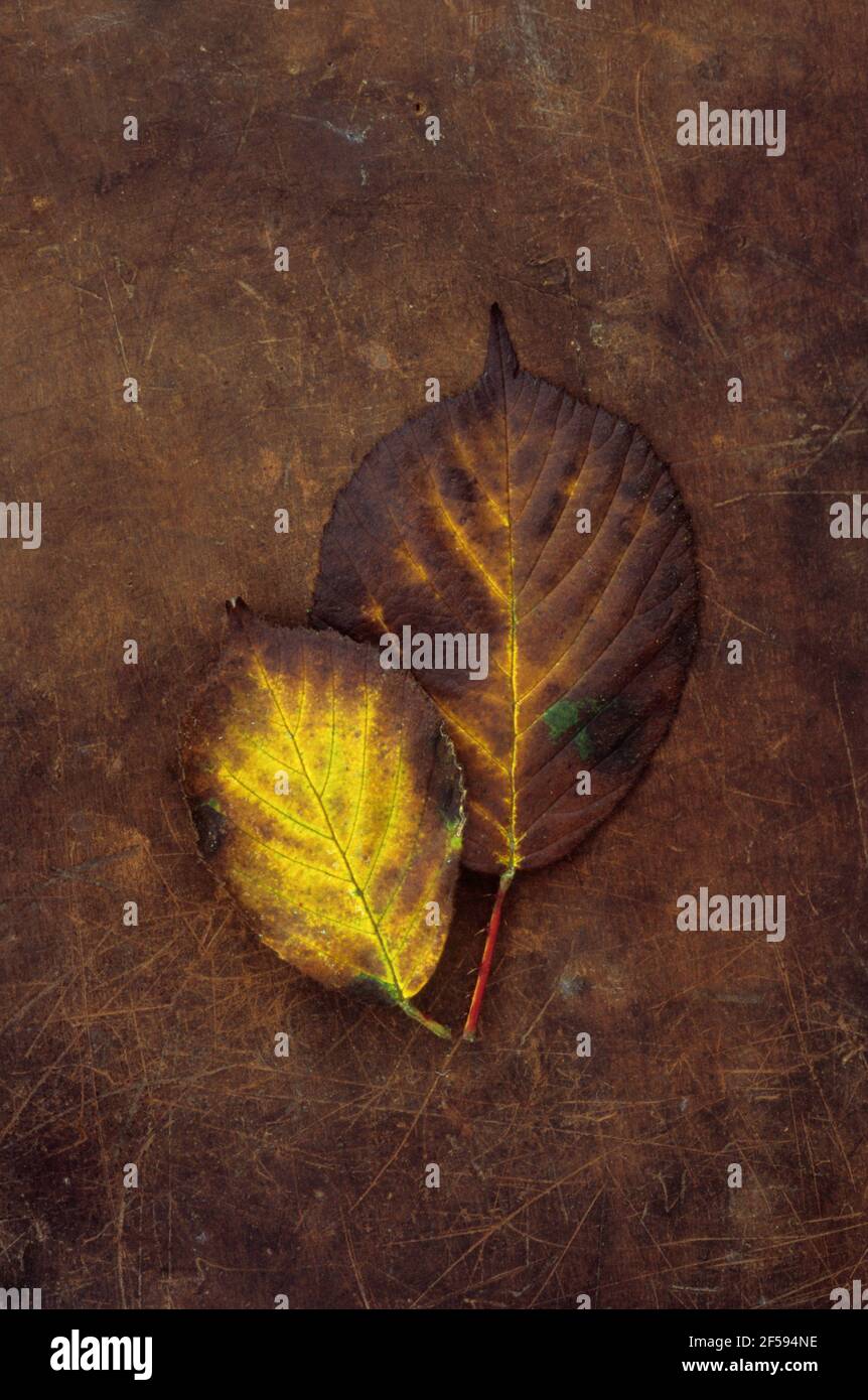 Zwei Herbstblätter von Brombeere oder Bramble oder Rubus fruticosus goldgelb und braun auf Leder liegend Stockfoto