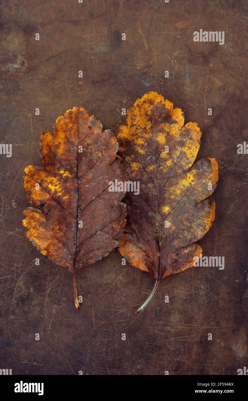 Zwei Herbstblätter von schwedischem Weißstrahl- oder Sorbus-Intermedia-Baum goldgelb und braun auf altem Leder liegend Stockfoto