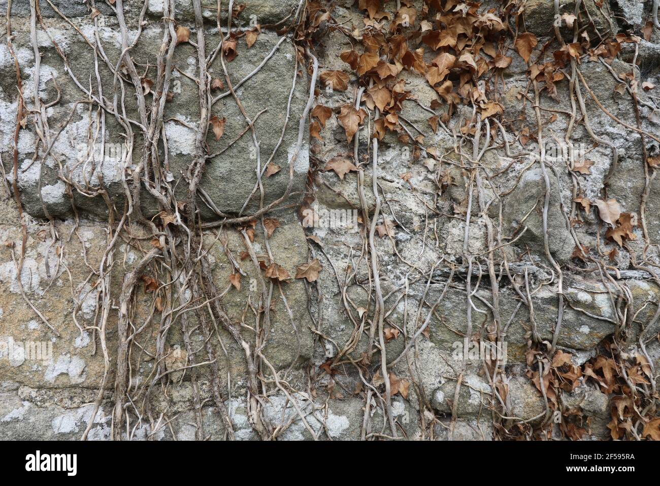 Efeu wächst auf Steinmauer Stockfoto