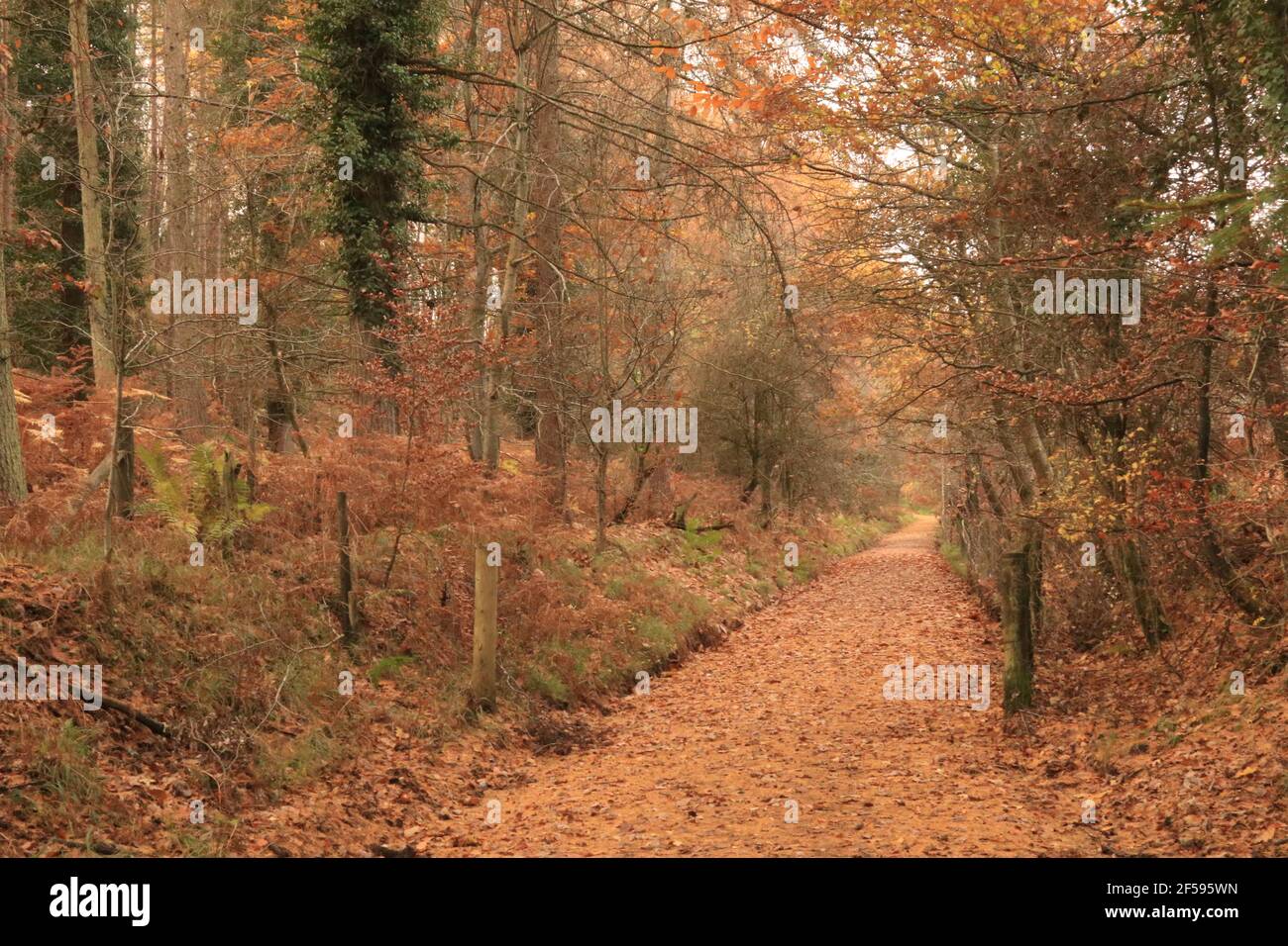 Bewaldeter Weg, der in die Ferne führt, Herbstfarben, Blätter am Boden, grünes und braunes Laub Stockfoto