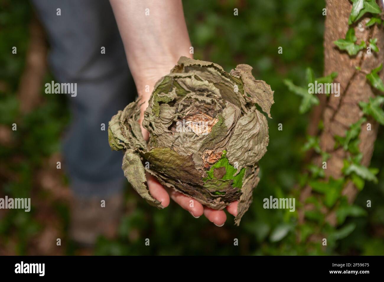 Gewöhnliches (Haselnuss)-Siebenschläfer (Muscardinus avellanarius) Nest, Großbritannien Stockfoto