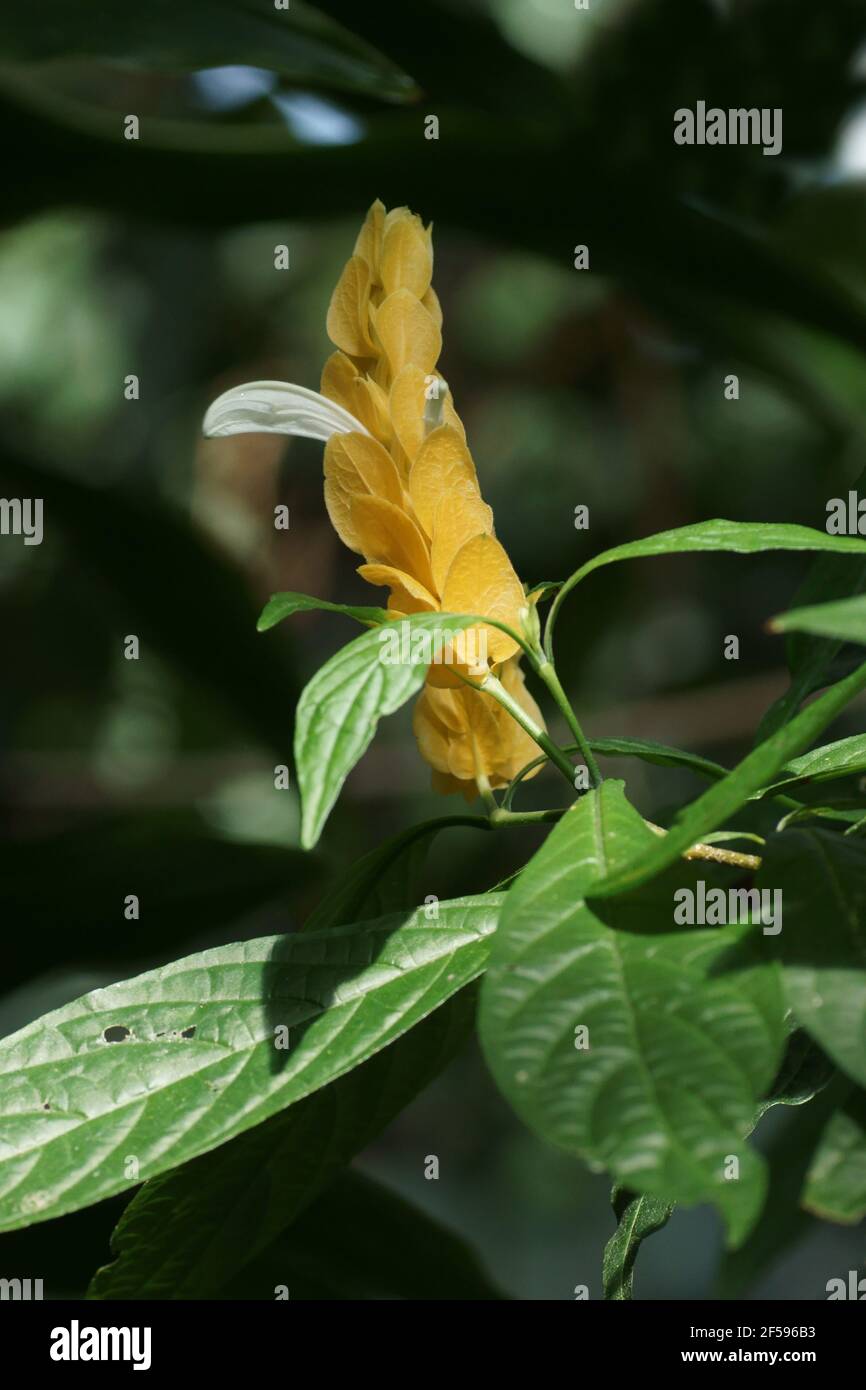 Pflanze pachystachys lutea Fotos und Bildmaterial in hoher Auflösung