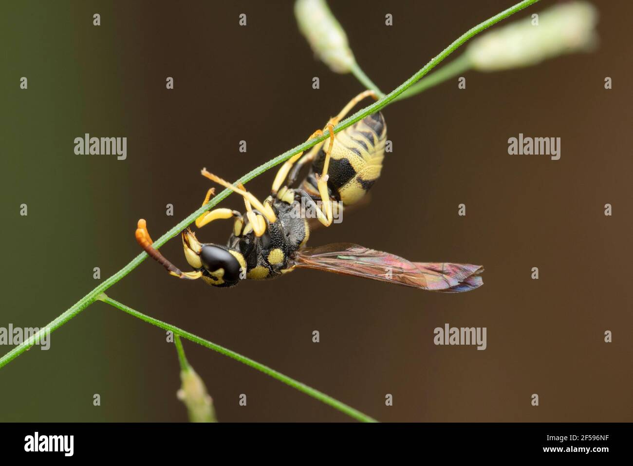 Jacke Töpfer Wesp, Delta unguiculatum, Satara, Maharashtra, Indien Stockfoto