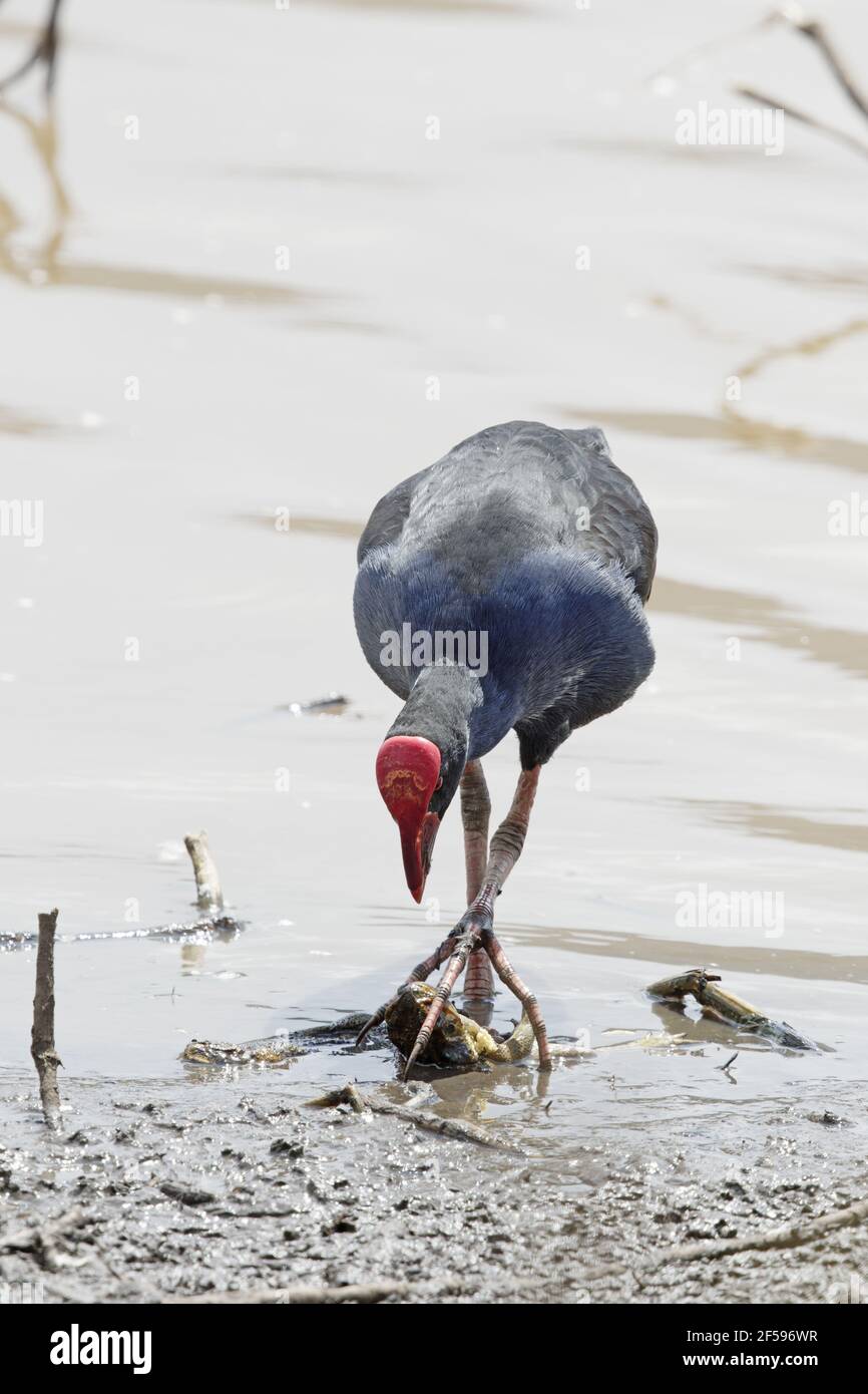 Australische Purpurhuhn - Fütterung auf Cane Toad Porphyrio Melanotus Atherton Tablelands Queensland, Australien BI030155 Stockfoto