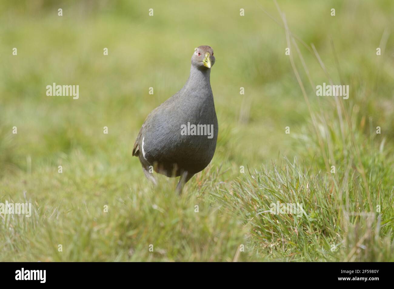 Tasman Native Henne - Fütterung in Wiese Tribonyx Mortierii Tasmanien Australien BI030192 Stockfoto
