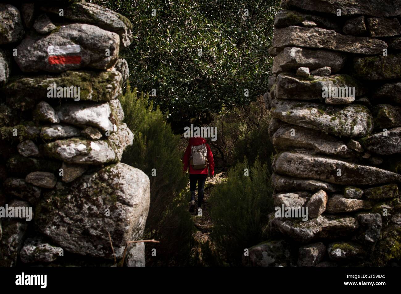 Frau in roter Jacke Wandern in der Mitte eines Wald durch eine Steinmauer mit Wanderzeichen Stockfoto