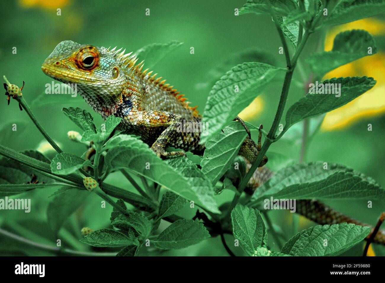 Gemeines Chamäleon oder mediterranes Chamäleon. Chamaeleo chamaeleon ist eine von nur zwei erhaltenen Arten von Chamaleonidae Stockfoto